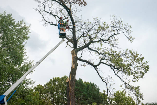 Trusted Tatum, TX Tree Services Experts