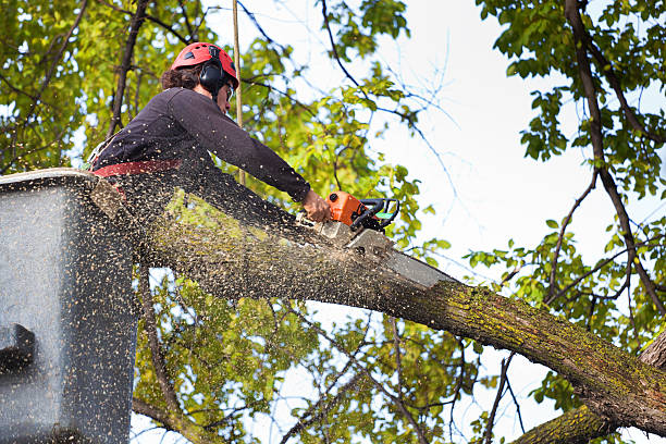 Tree and Shrub Care in Tatum, TX